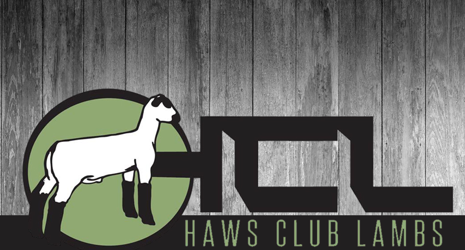 Haws Club Lambs
